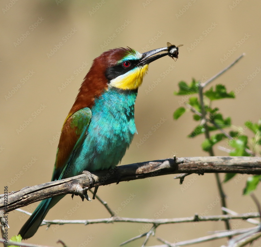 Fototapeta premium European bee-eater, Merops apiaster