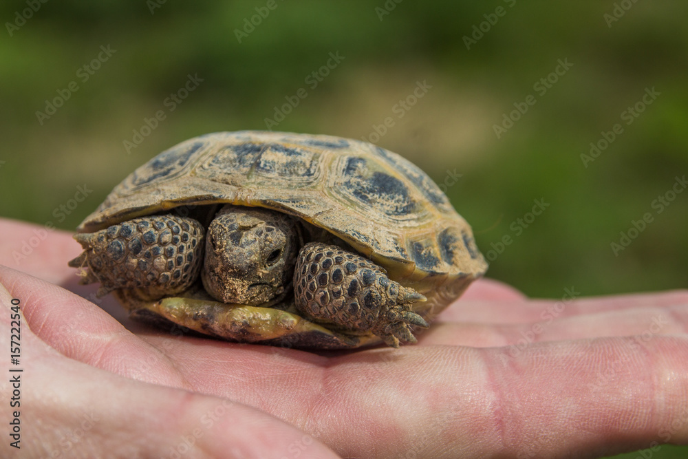Turtle on the palm. Little steppe tortoise in spring, Almaty, Kazakhstan Turtle on the palm. Little steppe tortoise in spring, Almaty, Kazakhstan
