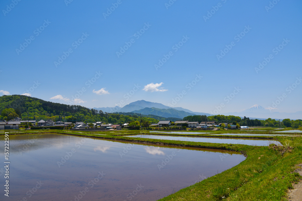 Fototapeta premium Mt. Fuji & rice fiield 5