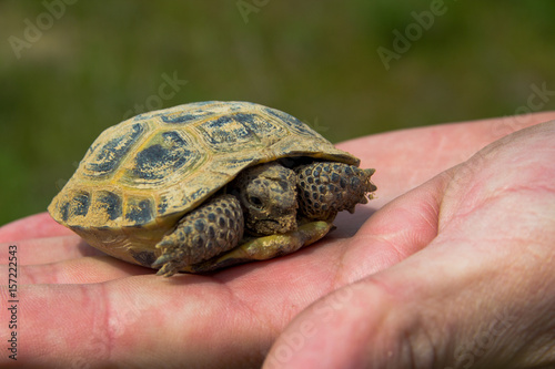 Turtle on the palm. Little steppe tortoise in spring, Almaty, Kazakhstan