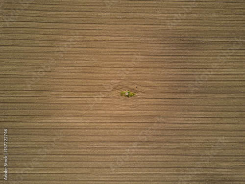 Aerial view of isolated tree on earthy field