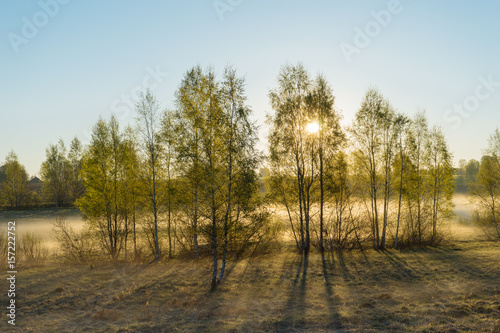 Rays of morning sun shining through birch trees and fog in spring