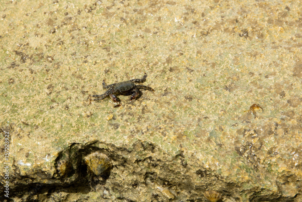 Crabby Crabby