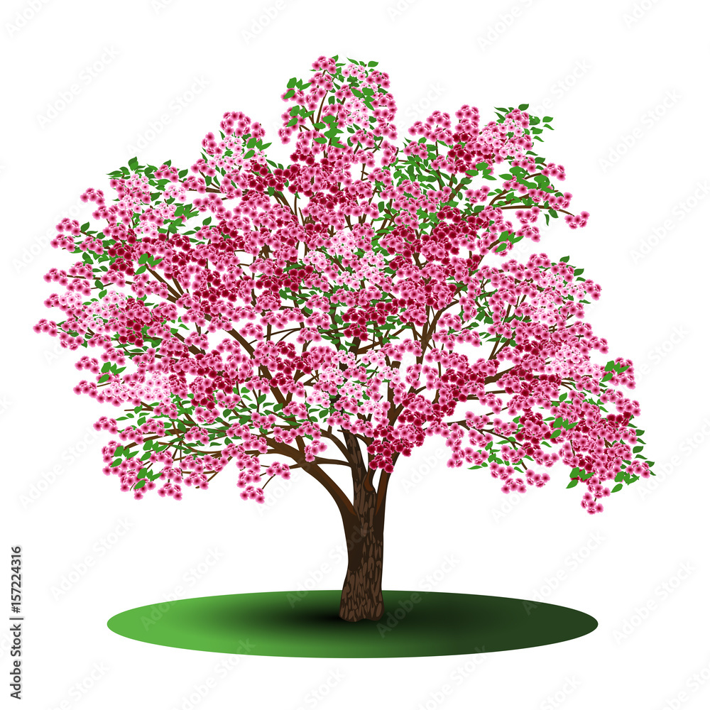 Naklejka premium cherry tree with pink flowers