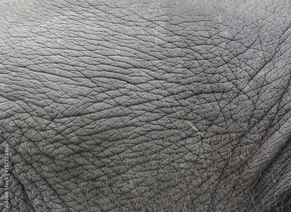 Elephant skin texture abstract background. Elephant skin texture abstract background.