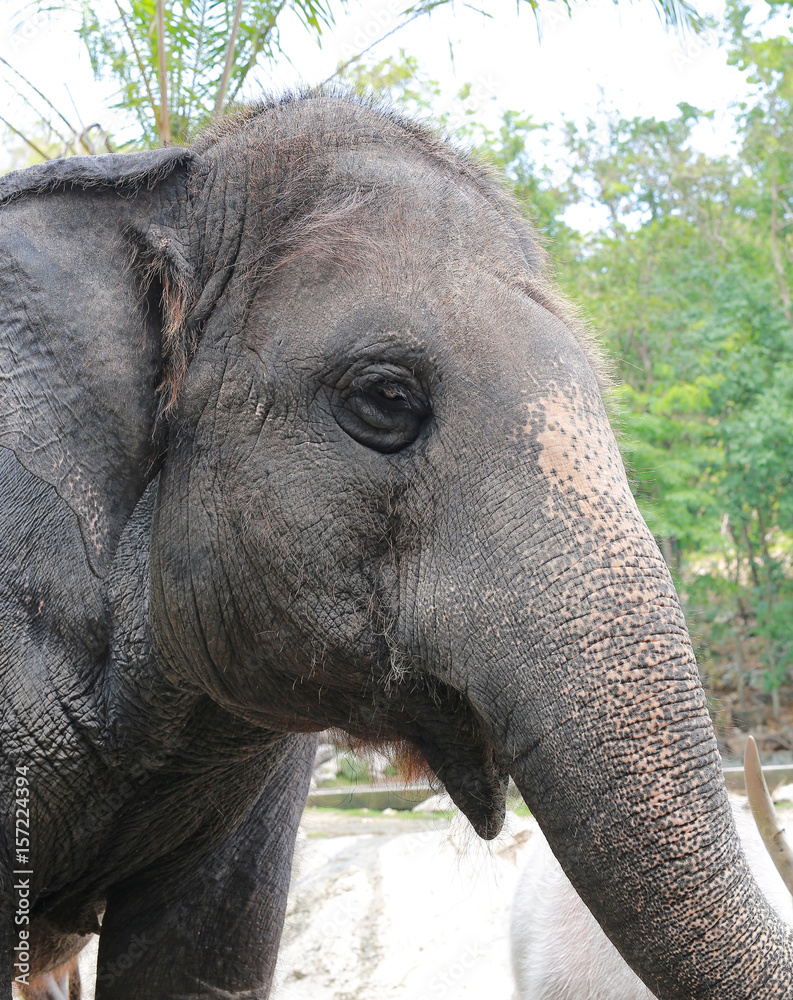 Fototapeta premium Closeup an asian Elephant.