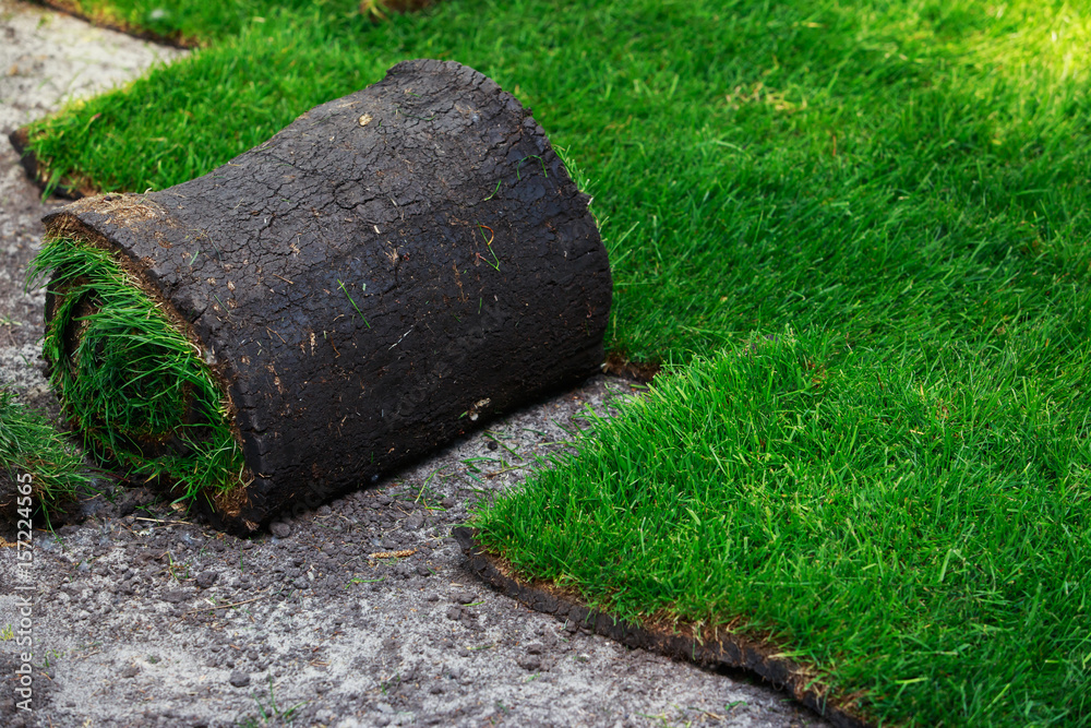 Green lawn grass in rolls