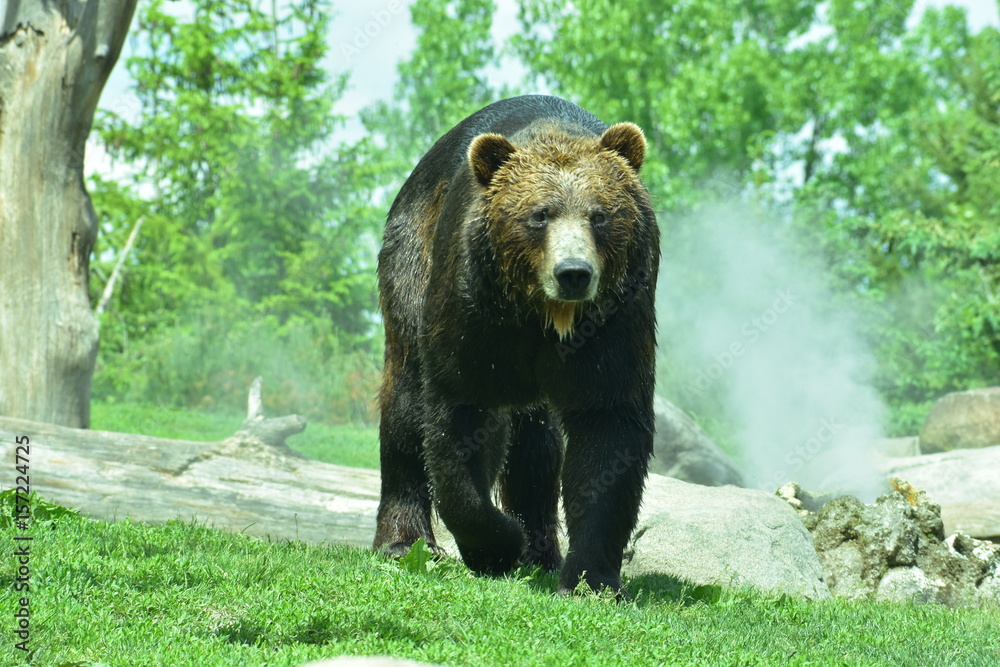 Fototapeta premium Bear