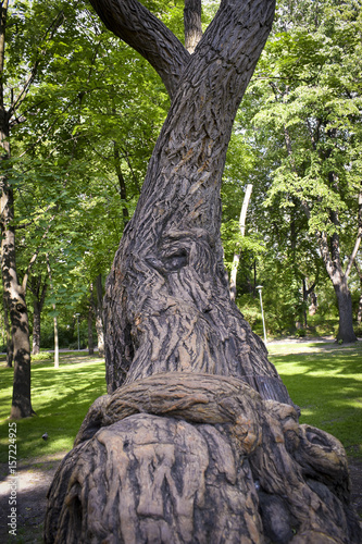 Foto Odd tree trunk