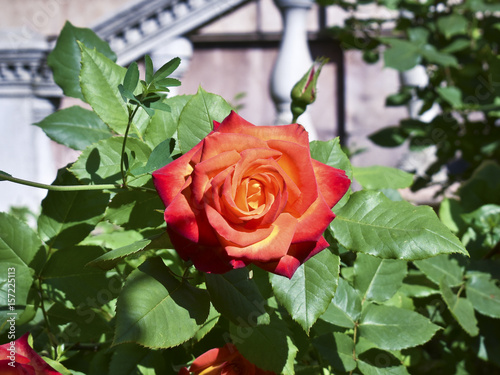 Foto Red, orange peony
