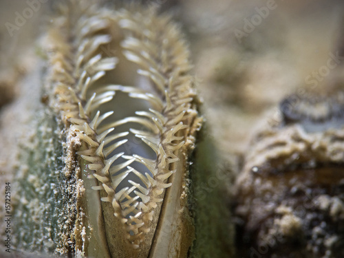 Freshwater mussel, Malermuschel (Unio Pictorum) photo