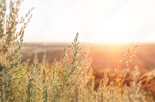 Growing wild grass wormwood in the summer dawn photo