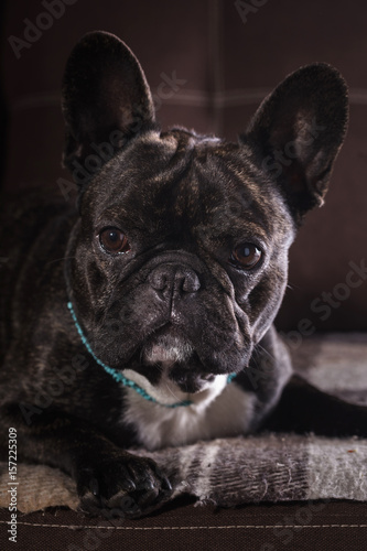 Portrait of a French bulldog © Olexandr