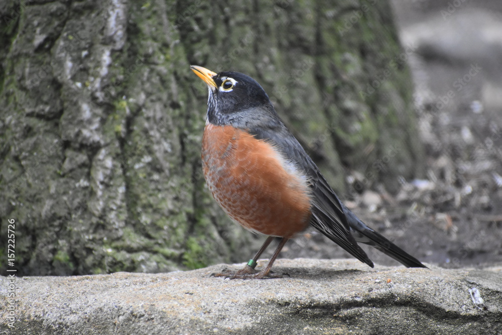 Robin Robin