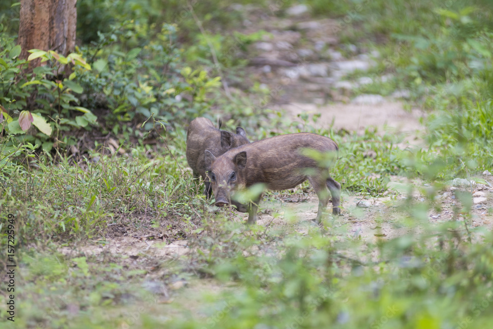 Naklejka premium baby wild pig