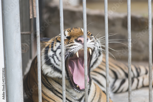 Tiger in a cage