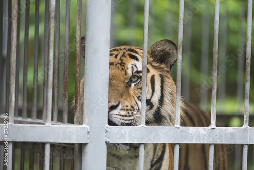 Tiger in a cage