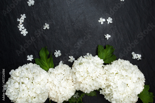 Viburnum opulus flower photo