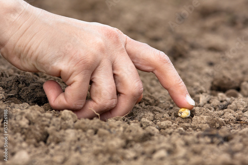 hand planting seed in the soil