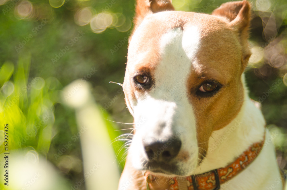 confused dog in nature