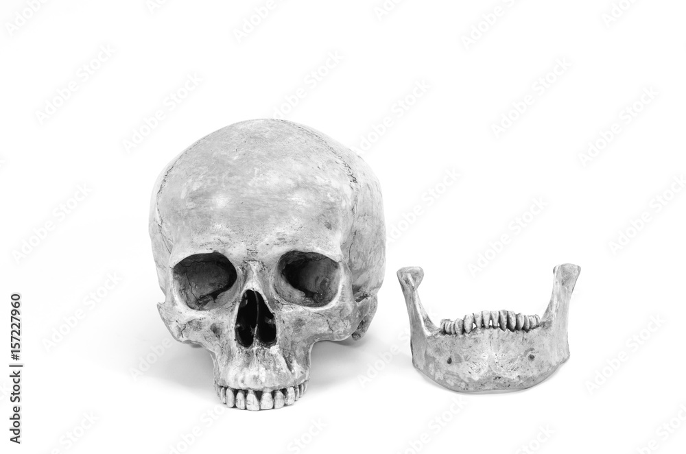 Obraz premium single human skull isolated on white background