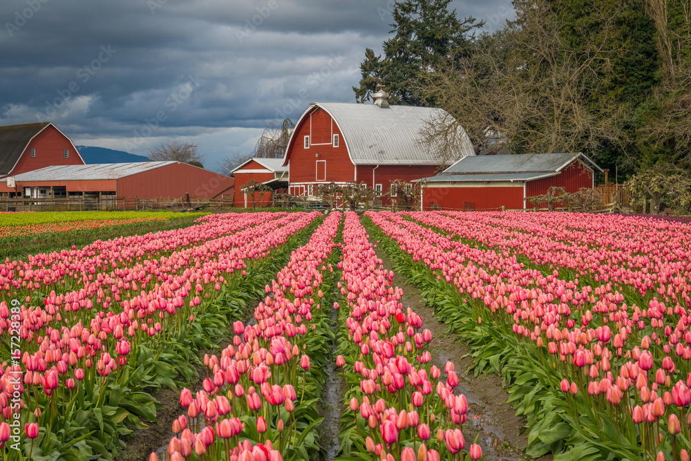 Obraz premium Rows of bright tulips in a field. Beautiful tulips in the spring. Variety of spring flowers blooming on fields. Skagit, Washington State, USA.