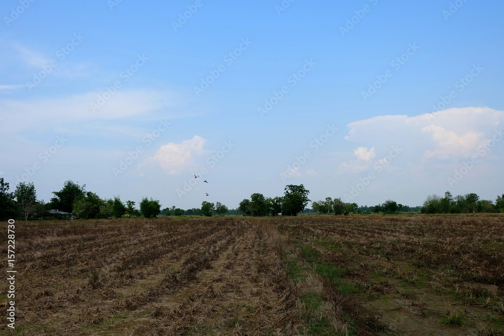 Scenery of Dried Field.