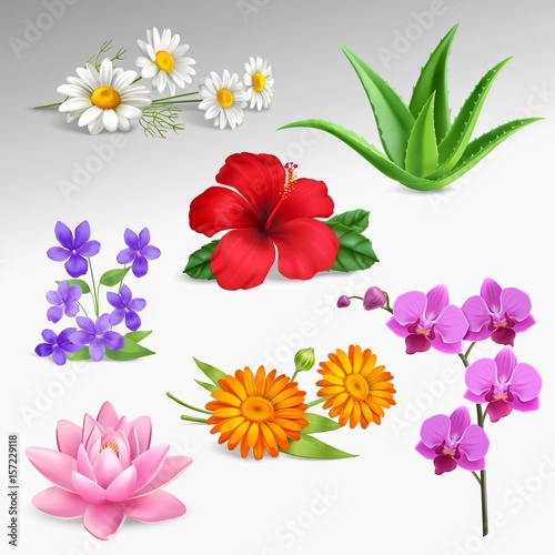 Fototapeta Naklejka Na Ścianę i Meble -  flowers Plants Realistic Icons Collection 