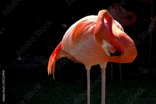 Flamingo Close Up