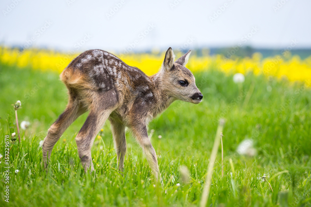 Fototapeta premium Young wild roe deer in grass, Capreolus capreolus. New born roe deer, wild spring nature.
