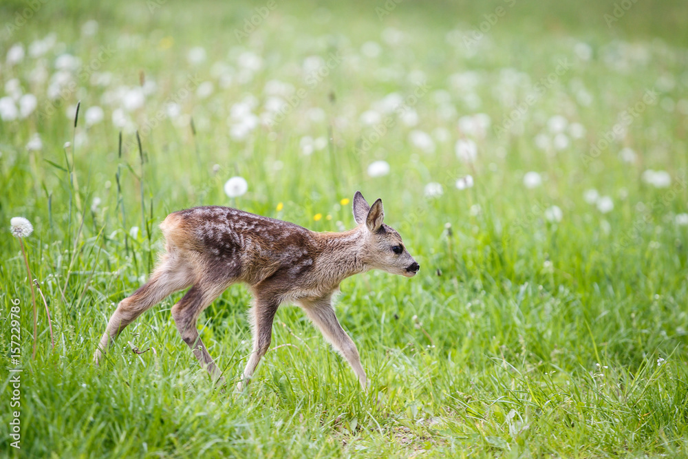 Young wild roe deer in grass, Capreolus capreolus. New born roe deer, wild spring nature. Young wild roe deer in grass, Capreolus capreolus. New born roe deer, wild spring nature.