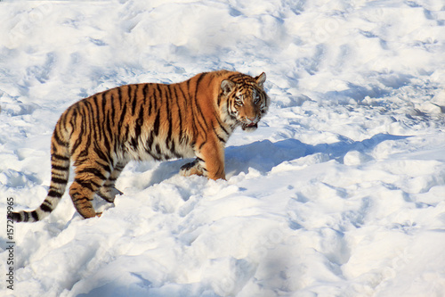 Wild siberian tiger walking on white snow.