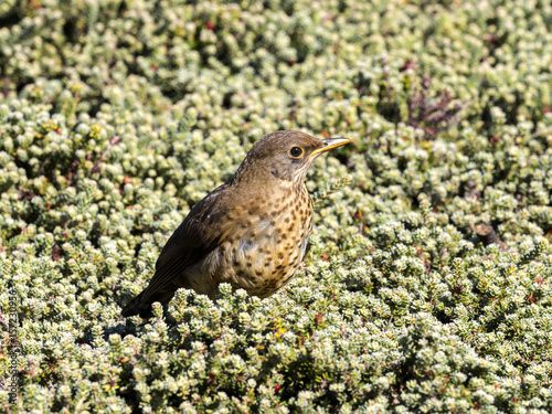 Falkland Thrush, Turdus f. Falclandii, Sounders Island, Falkland Islands-Malvinas photo