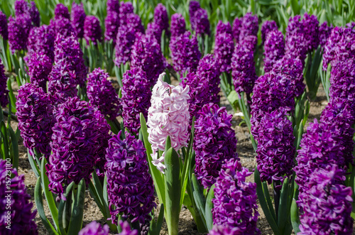 Purple hyacints (Hyacinthus orientalis) with a white one in the middle. photo