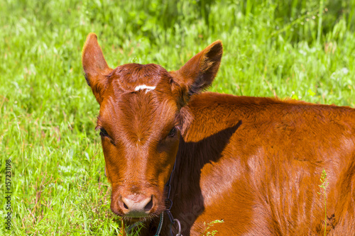 Close-up of young calf lying on grass field looking around cute cow cattle brown color photo