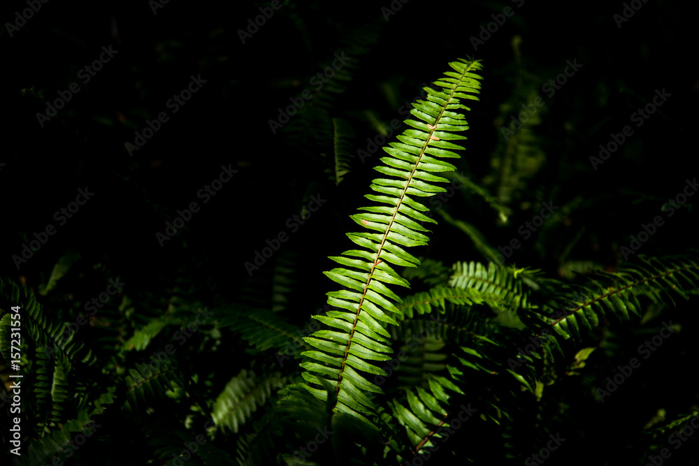 Closeup plenty fresh green fern in black shadow Closeup plenty fresh green fern in black shadow