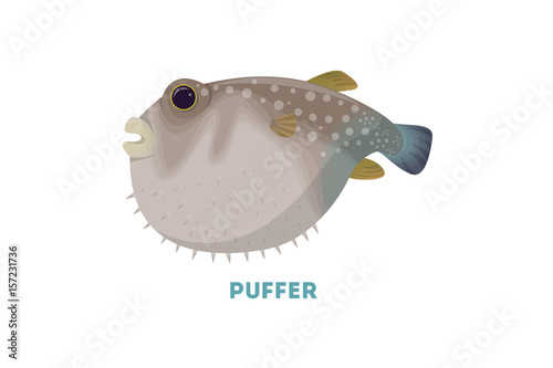 Isolated puffer fish.