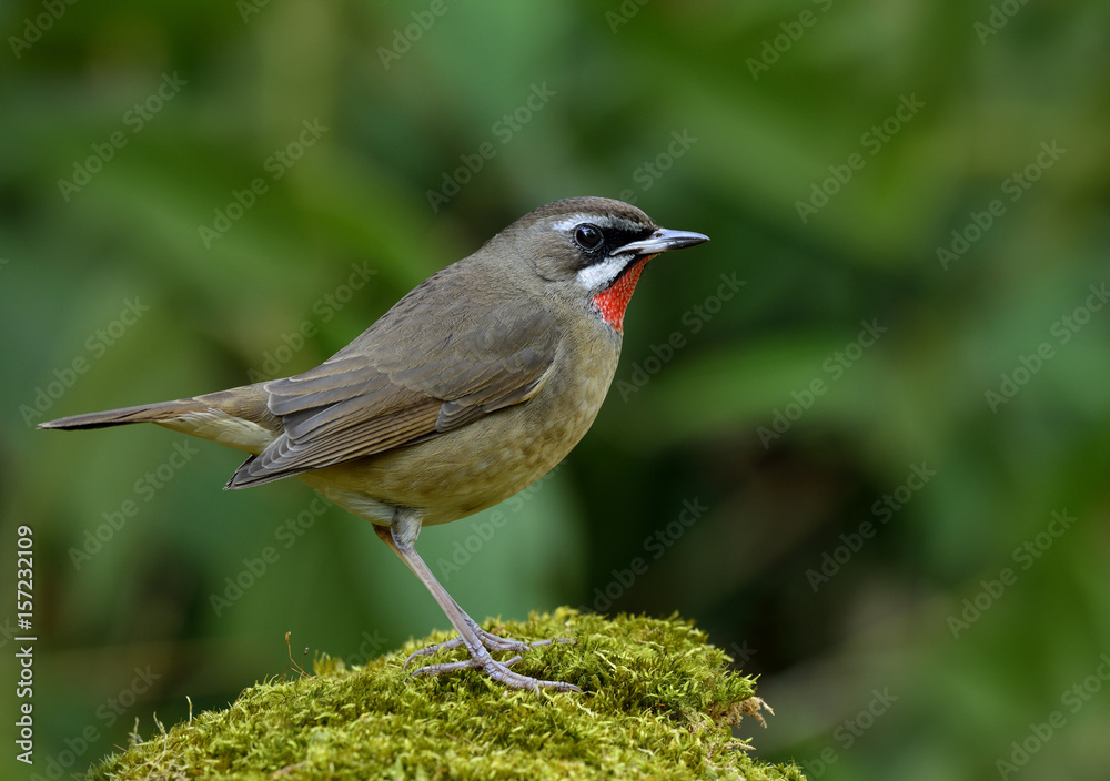 Siberian Rubythroat (Calliope calliope) beautiful brown bird with velet red neck perching on mossy ground showing its side feathers profile, exotic nature Siberian Rubythroat (Calliope calliope) beautiful brown bird with velet red neck perching on mossy ground showing its side feathers profile, exotic nature