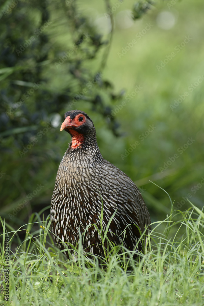Red Necked Spurfowl, Addo Elephant National Park Red Necked Spurfowl, Addo Elephant National Park