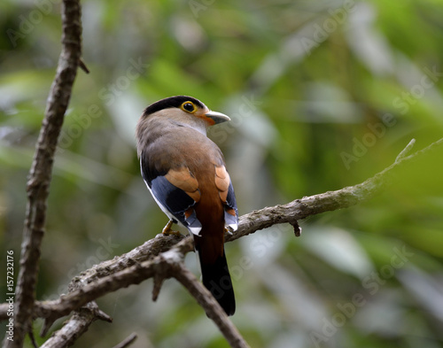 Silver-breasted broadbill (Serilophus lunatus) perching on a branch in bush with back and rump feathers profile photo