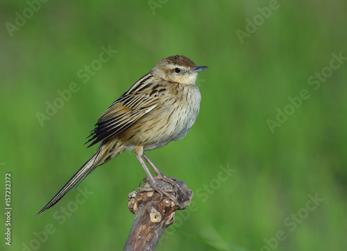 Striated Grassbird (Megalurus palustris) beautiful stripe brown bird with long tail perching on top of the branch over green background, exotic creature photo