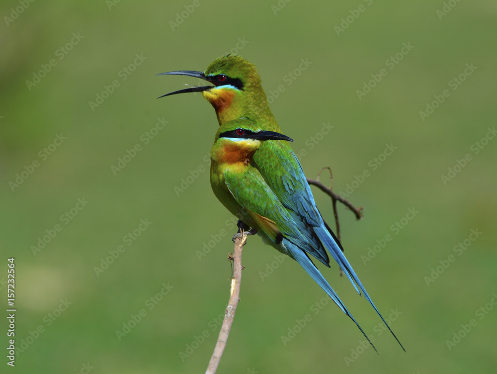 custom made wallpaper toronto digitalSweet pair of Blue-tailed bee-eater (Merops philippinus) beautiful green birds with blue tails perching on the stick over blur green background
