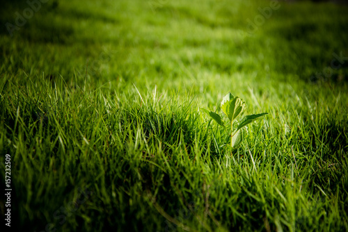 Green plant growing trough lawn