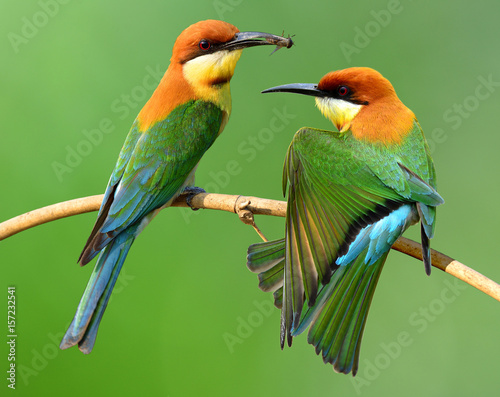 Sweet pair of Chestnut-headed bee-eater (Merops leschenaulti) a brightly colorful bird perching on the branch over bur green background, magnificent nature