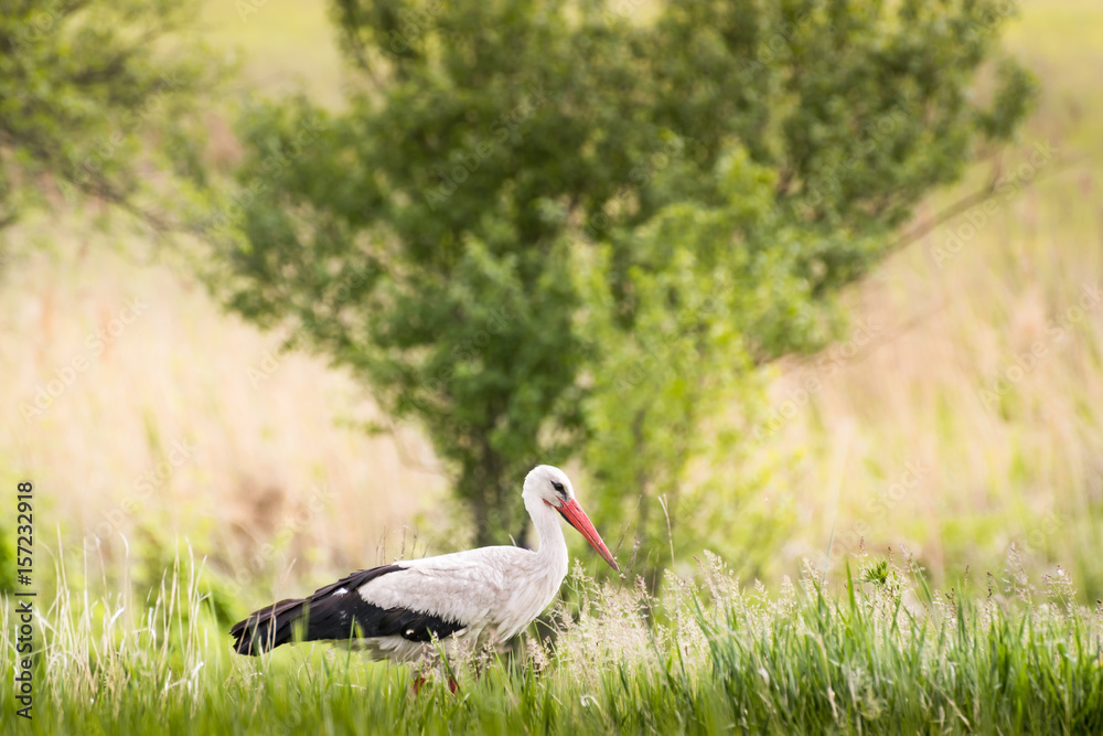 Fototapeta premium Stork