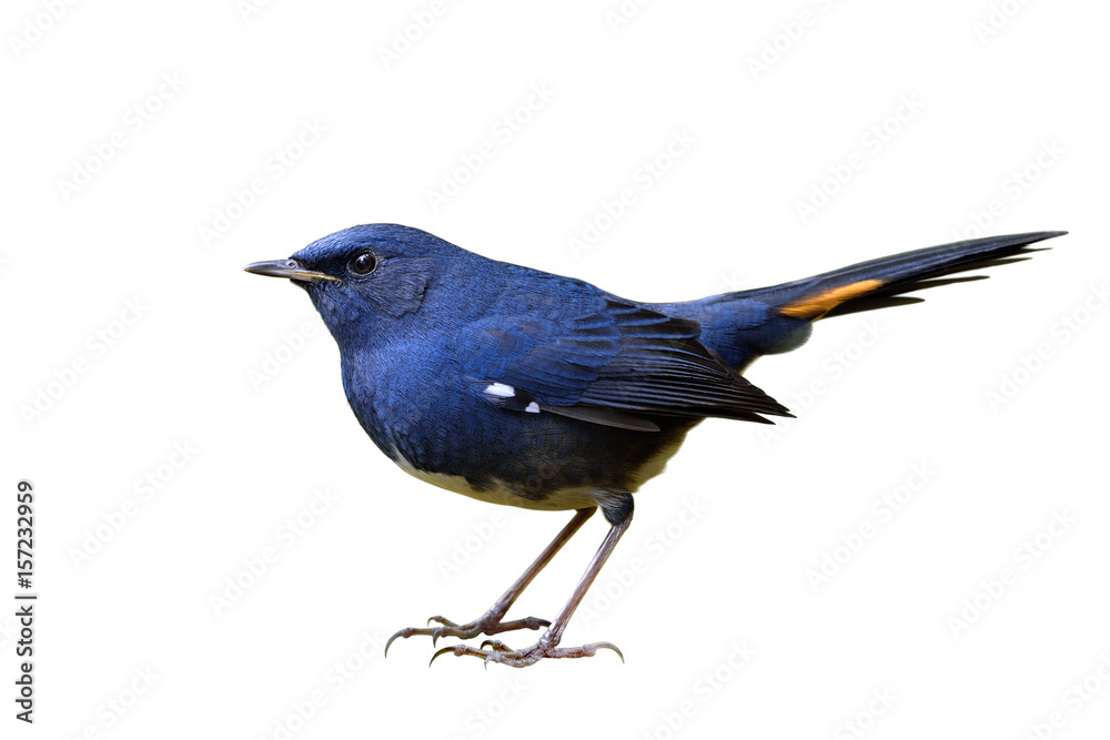 Whitebellied Redstart, beautiful blue bird with white belly and yellow