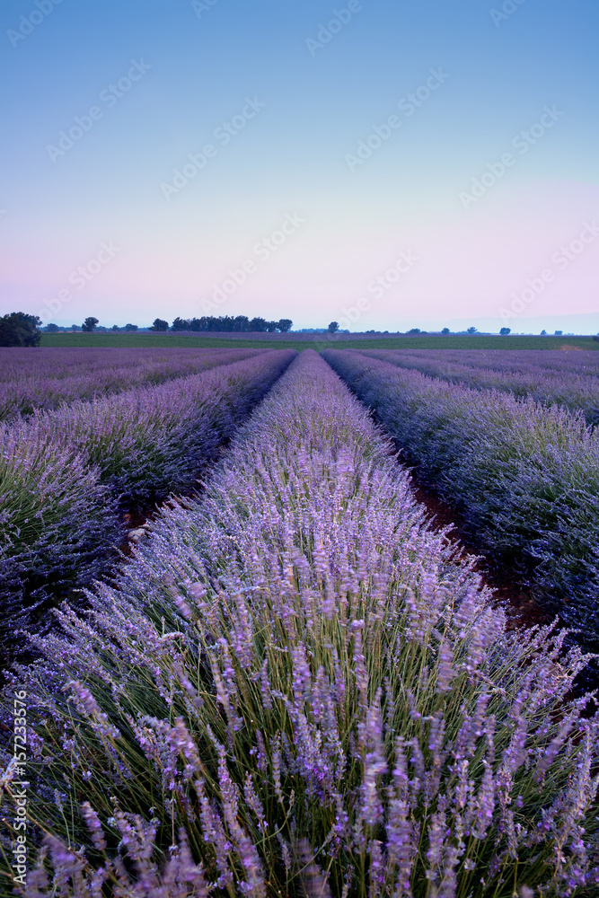 Purple lavender beauty