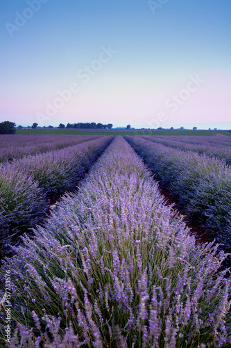 Purple lavender beauty