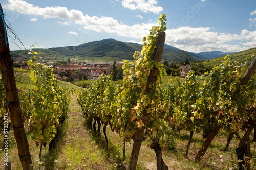 Vineyards of Alsace village