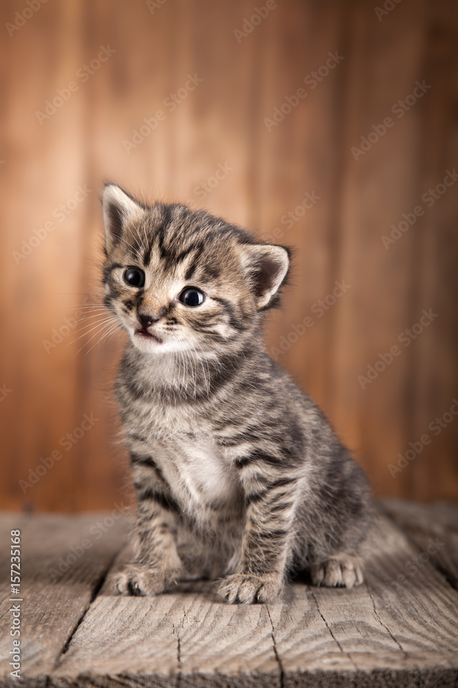 small kitten on background of old wooden boards small kitten on background of old wooden boards